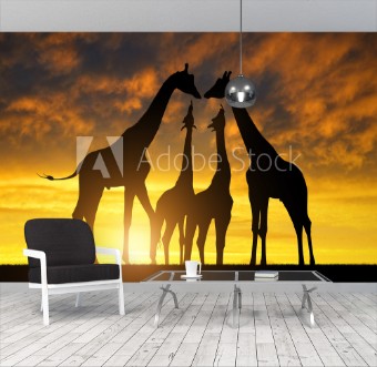 Picture of Herd of giraffes at sunset 